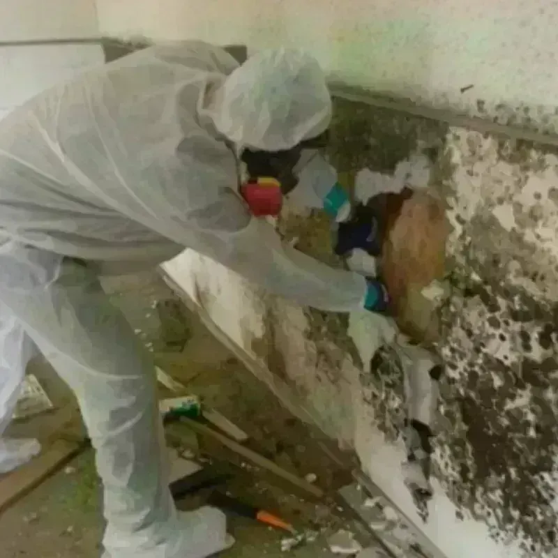 Mold Remediation and Removal in Ayden, NC